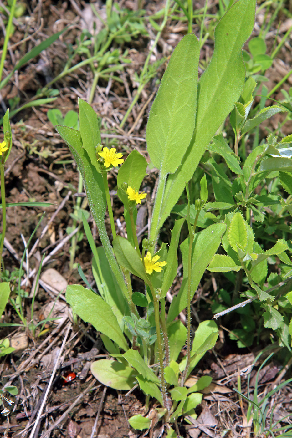 Изображение особи Garhadiolus papposus.