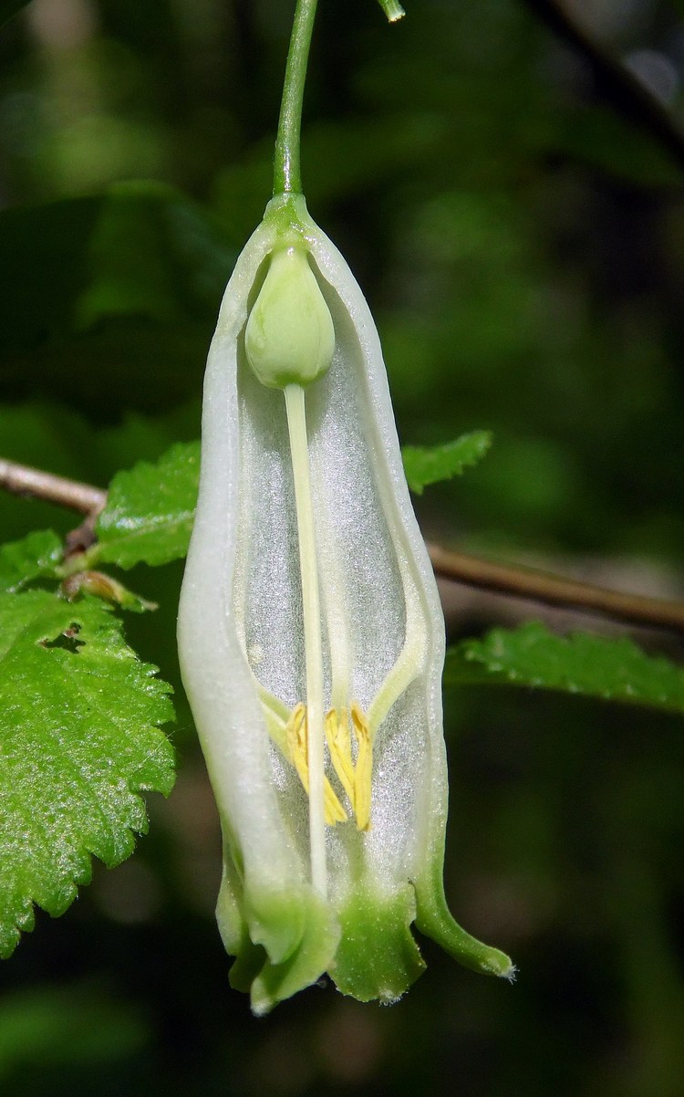 Изображение особи Polygonatum glaberrimum.