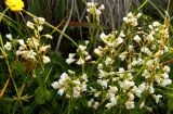 Cardamine подвид angustifolia