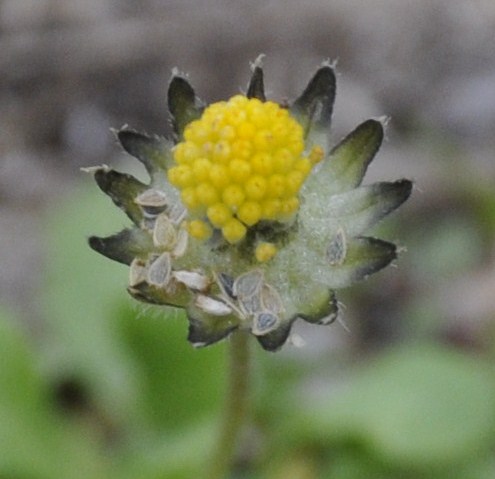 Изображение особи Bellis annua.