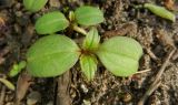 Impatiens parviflora. Ювенильное растение. Москва, Новогиреево, ул. Кусковская, рудеральное местообитание. 29.04.2016.