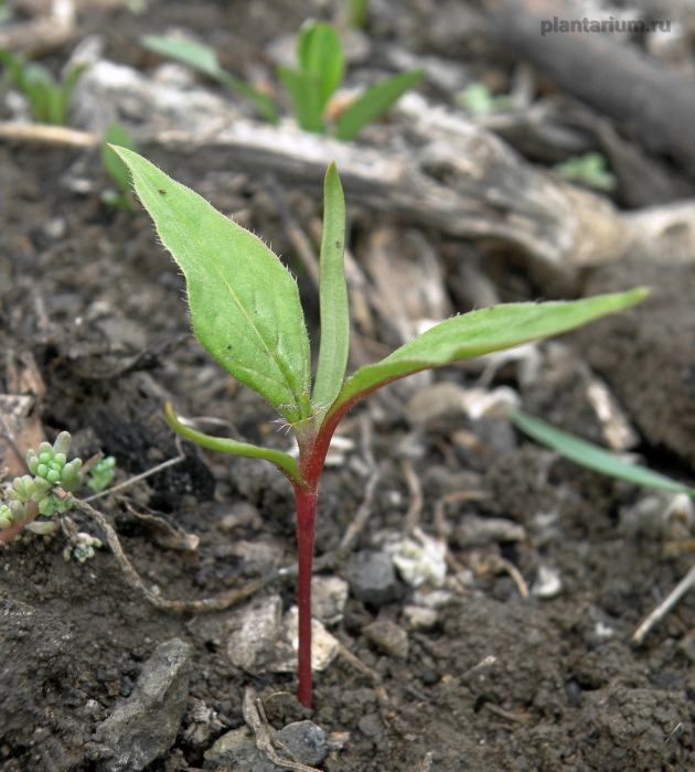 Image of Persicaria orientalis specimen.