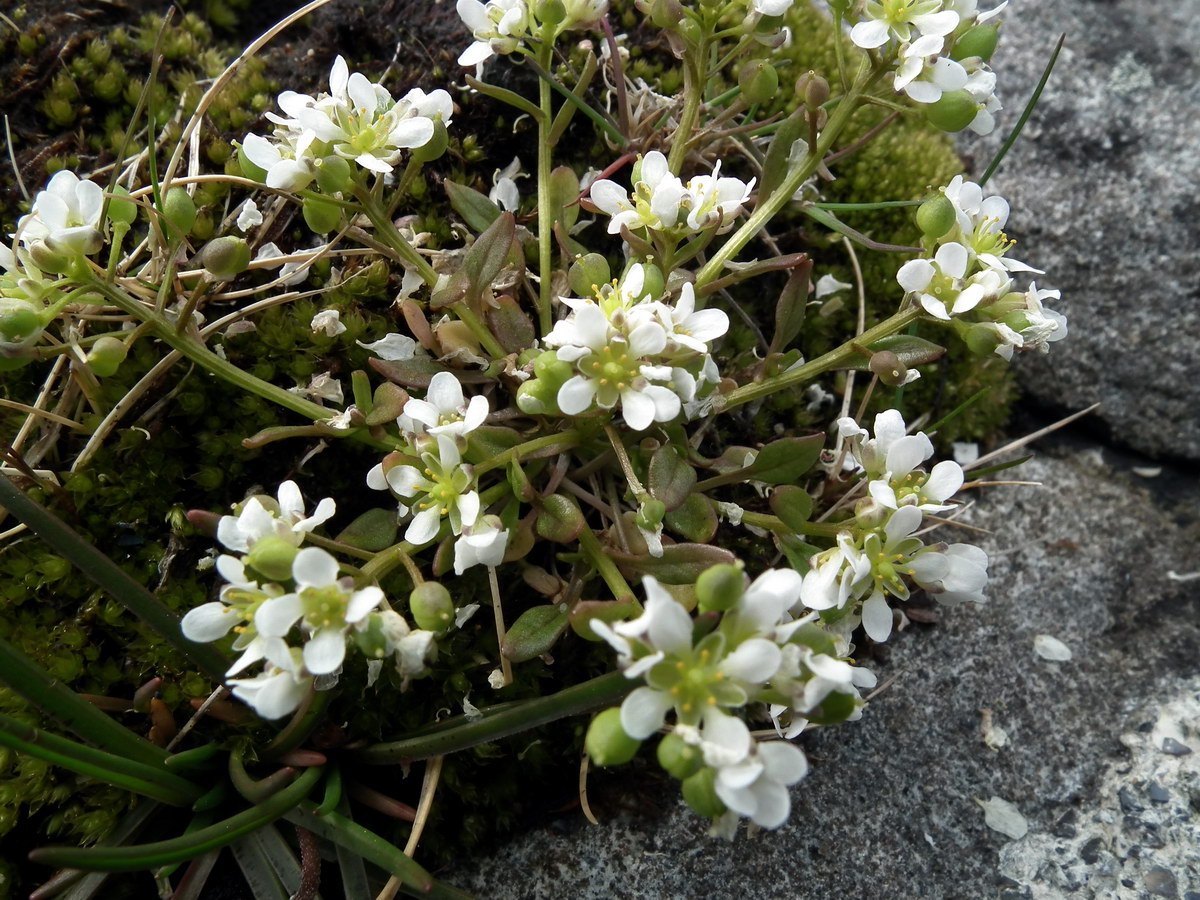 Image of Cochlearia groenlandica specimen.