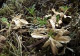 genus Cerastium