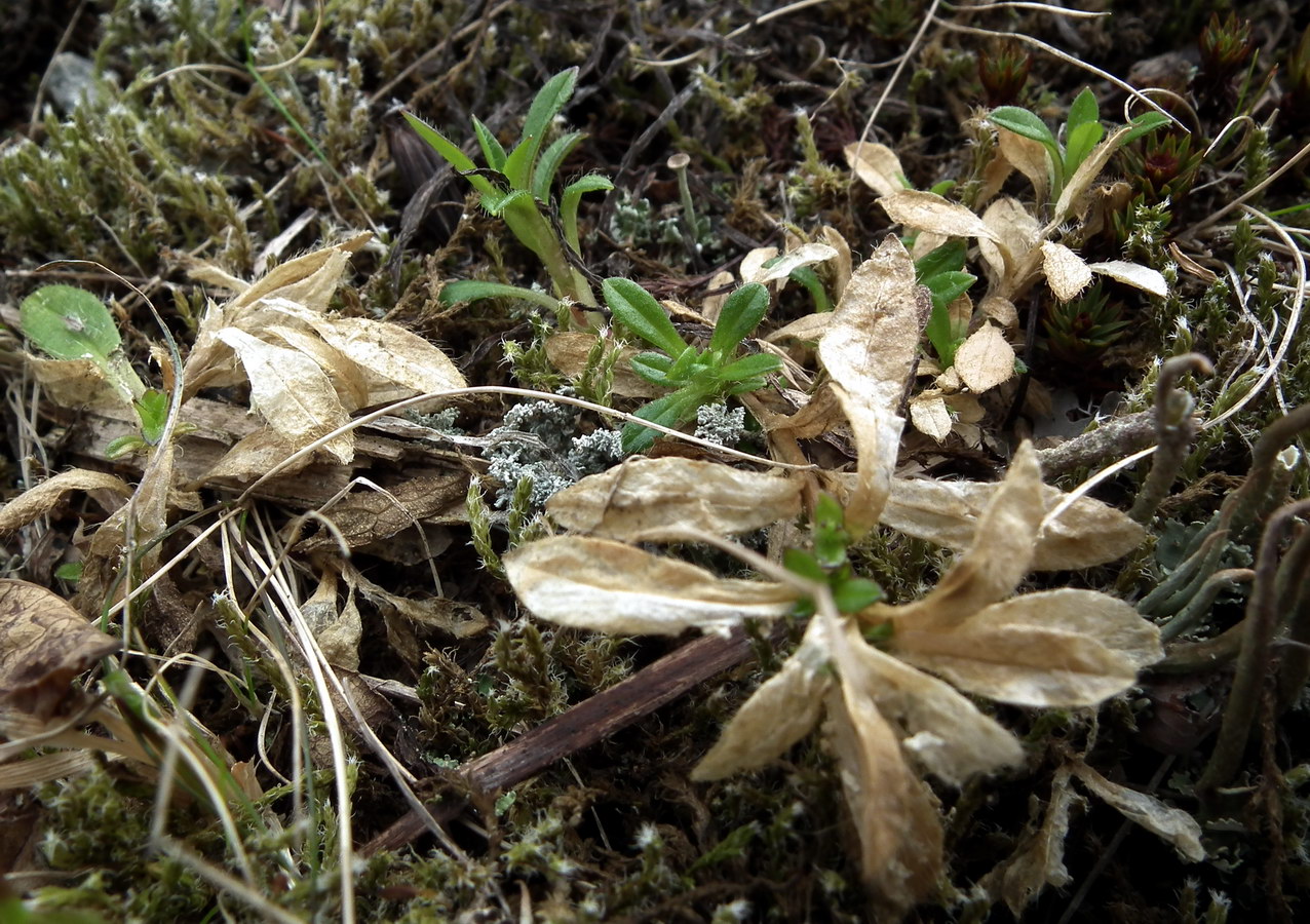 Image of genus Cerastium specimen.