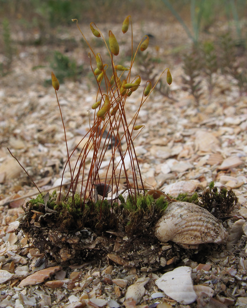 Image of genus Bryum specimen.