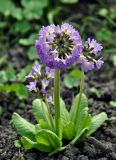 Primula denticulata