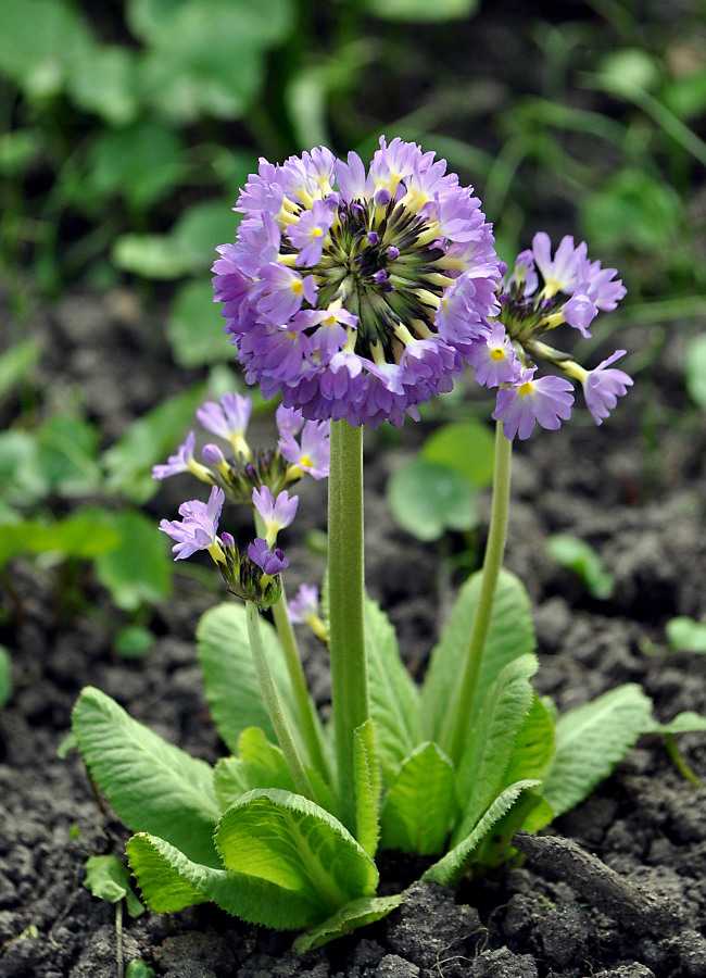 Изображение особи Primula denticulata.