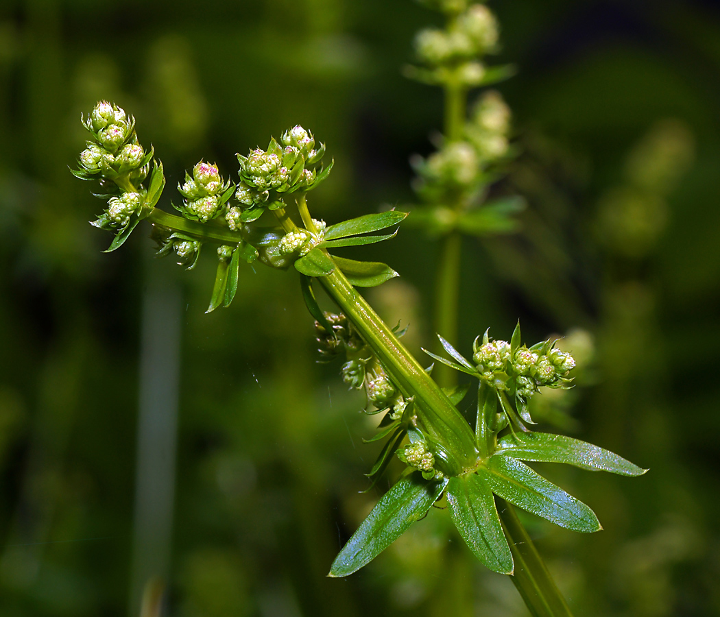 Изображение особи Galium mollugo.