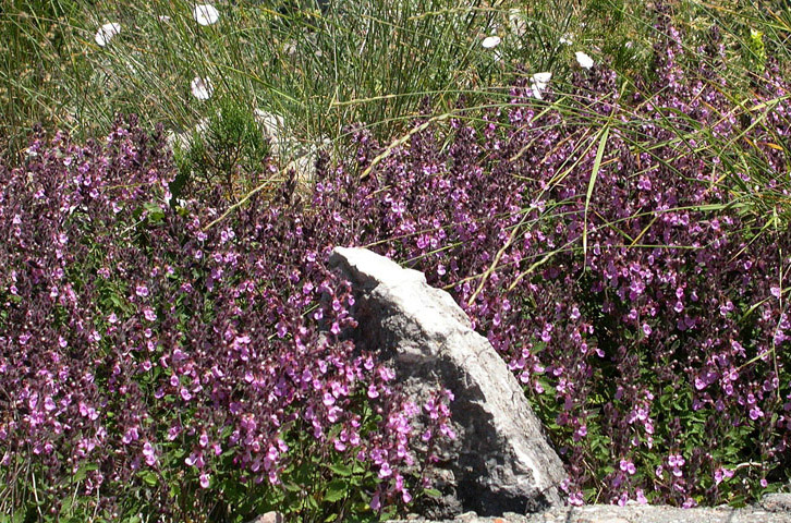 Image of Teucrium chamaedrys specimen.
