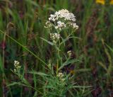 Achillea cartilaginea