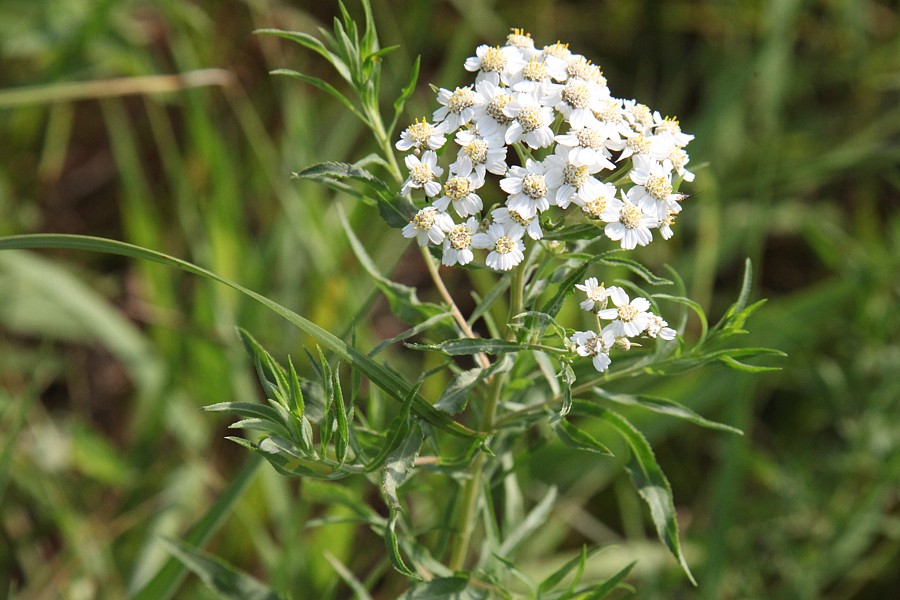 Image of Achillea cartilaginea specimen.