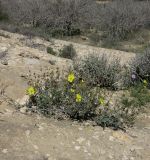 Helianthemum ventosum. Цветущее и плодоносящее растение; справа внизу - Erodium crassifolium, позади - Stachys aegyptiaca. Израиль, нагорье Негев, окр. киббуца Сде Бокер, средняя часть склона северо-восточной экспозиции. 03.03.2015.