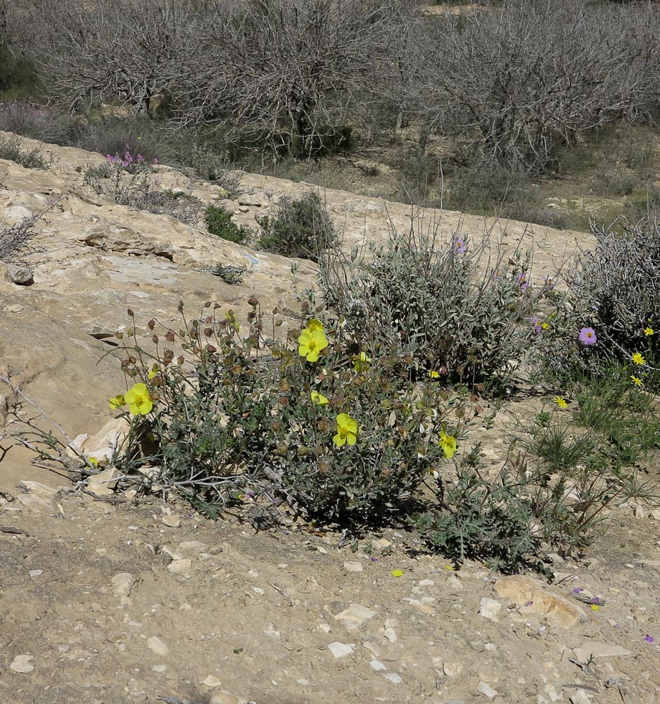 Image of Helianthemum ventosum specimen.
