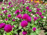 Gomphrena globosa