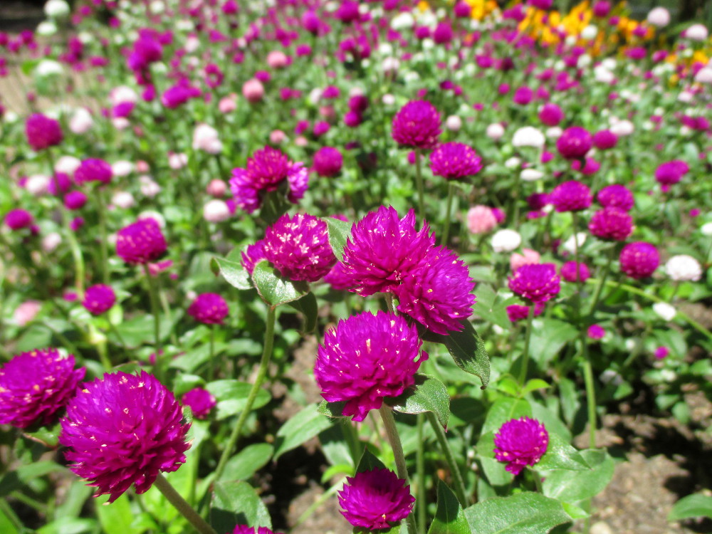 Image of Gomphrena globosa specimen.