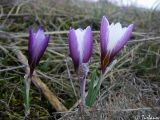 Crocus tauricus