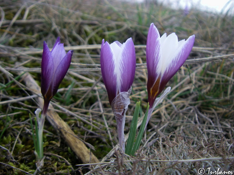 Изображение особи Crocus tauricus.