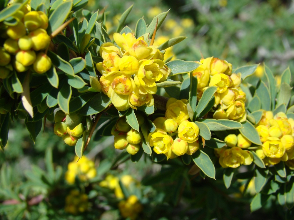 Image of Berberis kaschgarica specimen.