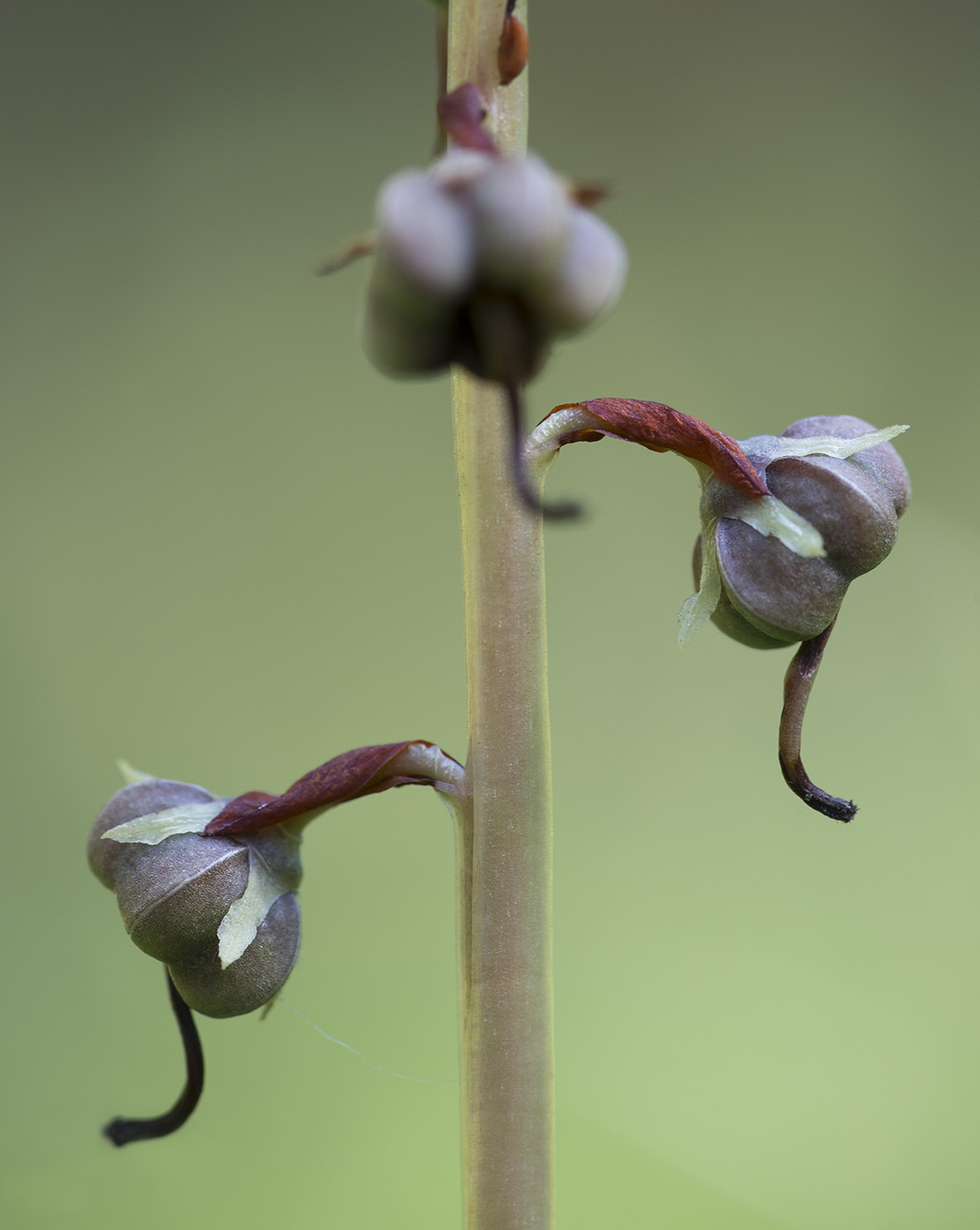 Image of Pyrola rotundifolia specimen.