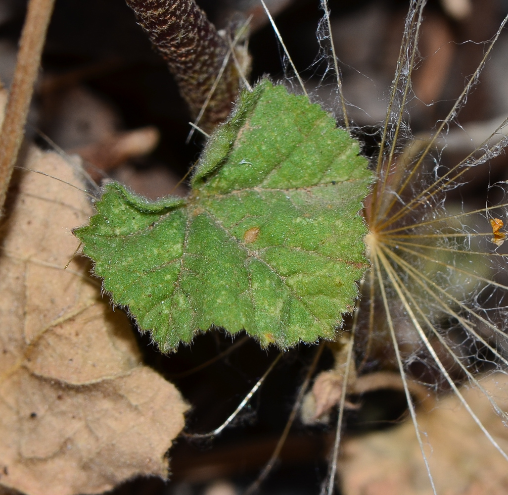 Image of Malva punctata specimen.