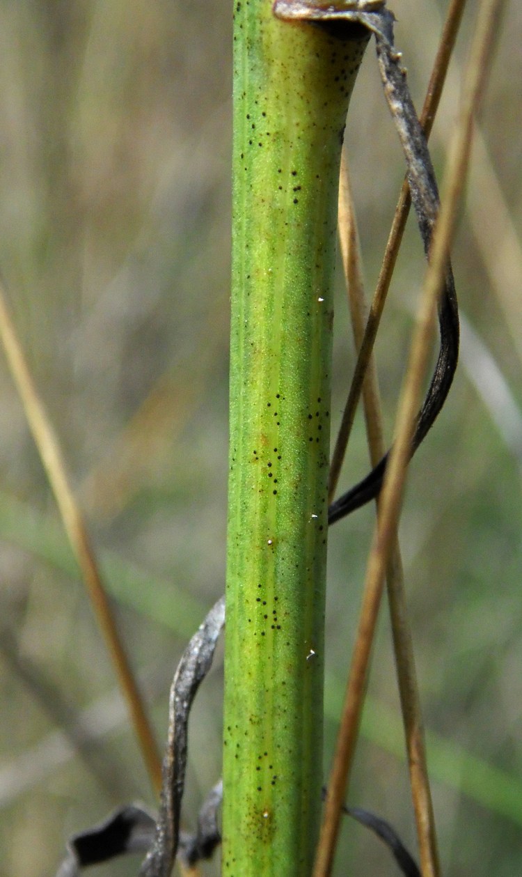 Изображение особи Chondrilla juncea.