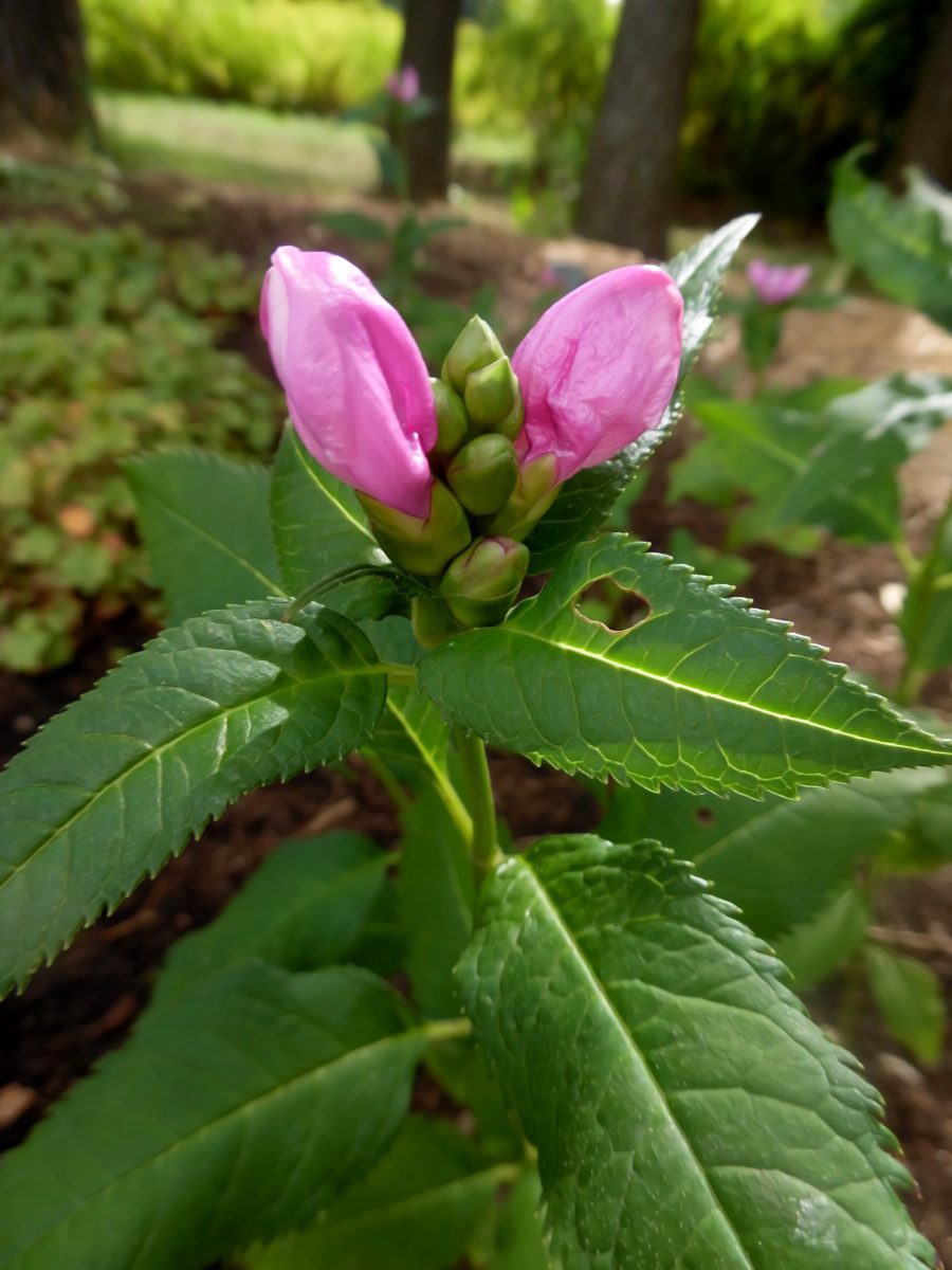 Image of Chelone obliqua specimen.