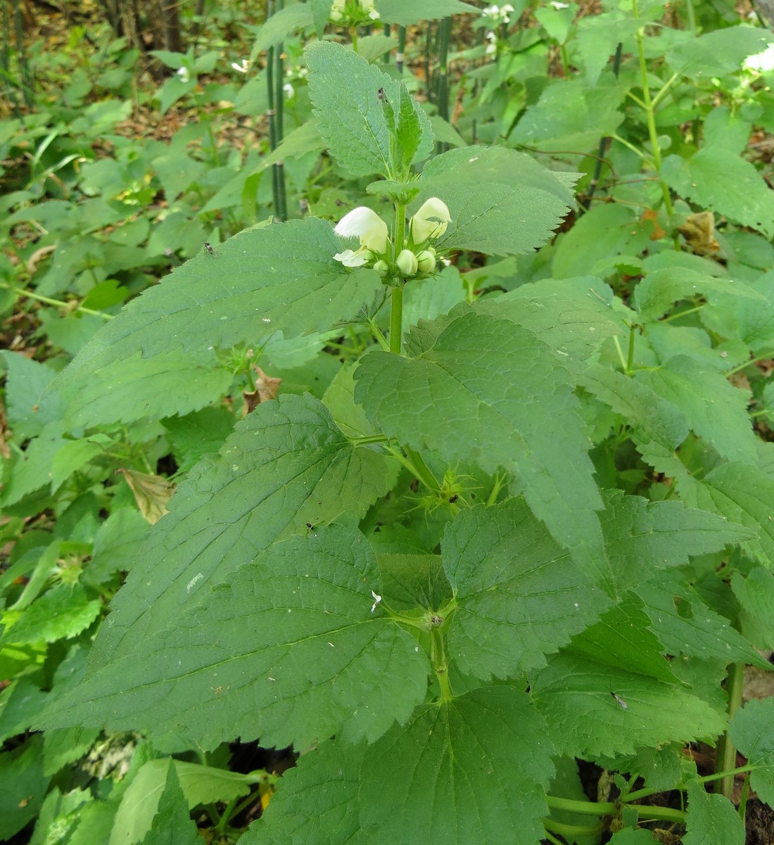 Image of Lamium album specimen.