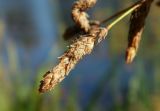 Schoenoplectus lacustris