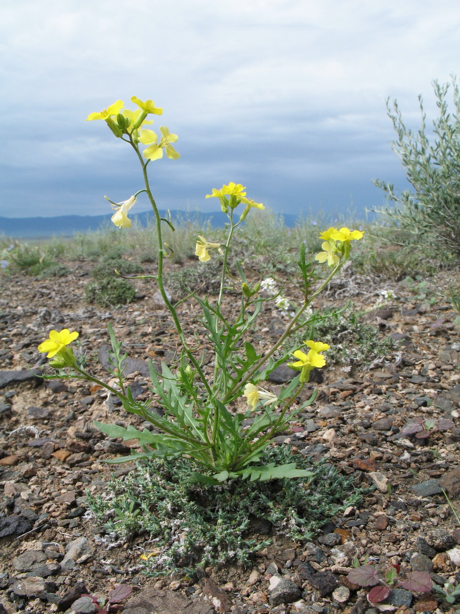 Image of Chorispora sibirica specimen.