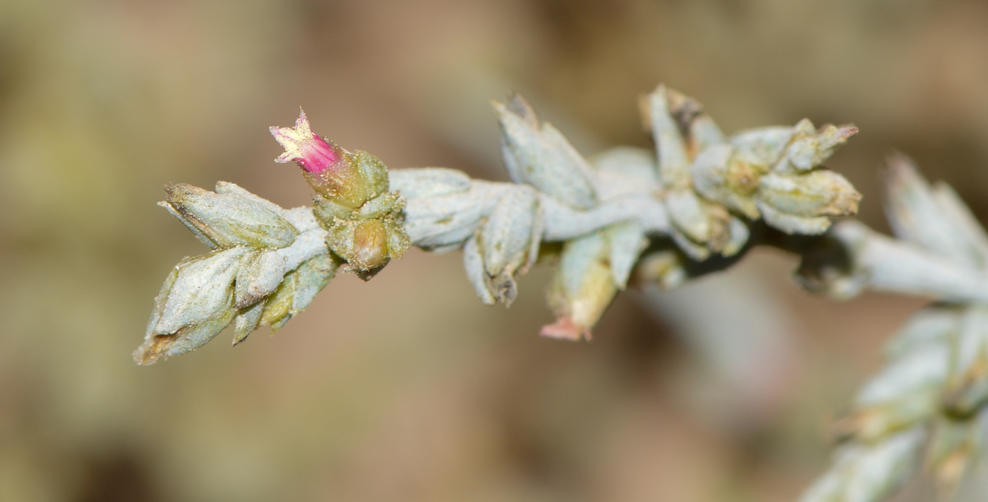 Изображение особи Noaea mucronata.