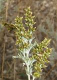 Artemisia santonicum. Верхушка побега с отцветающими соцветиями. Крым, Керченский п-ов, окр. с. Львово, песчано-ракушечный берег залива Сиваш. 8 ноября 2016 г.