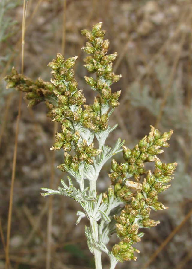 Image of Artemisia santonicum specimen.