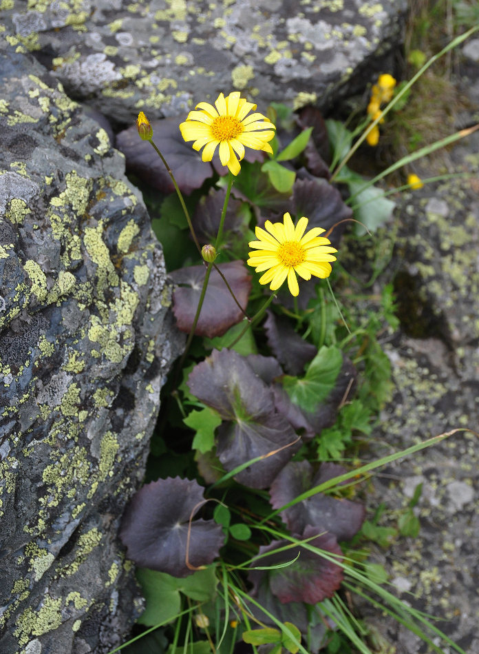 Изображение особи Dolichorrhiza renifolia.