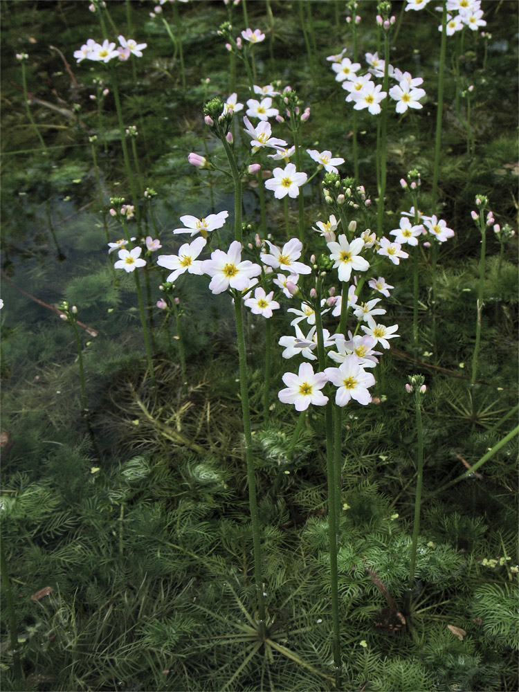 Image of Hottonia palustris specimen.