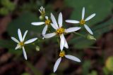 Doellingeria scabra. Соцветия. Владивосток, о. Русский, лес. 10.09.2016.