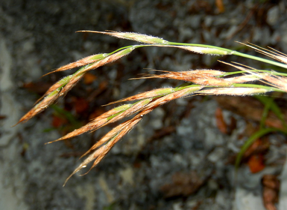 Image of Brachypodium sylvaticum ssp. pubescens specimen.