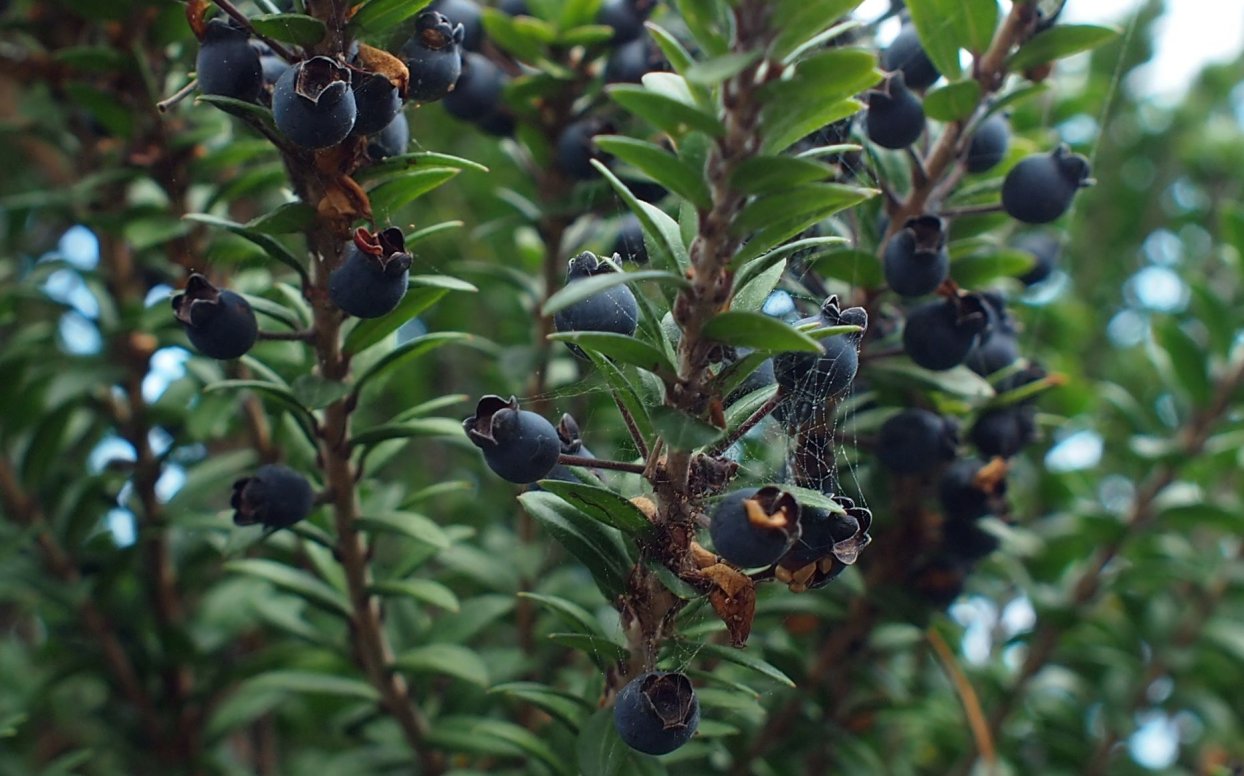 Image of Myrtus communis specimen.