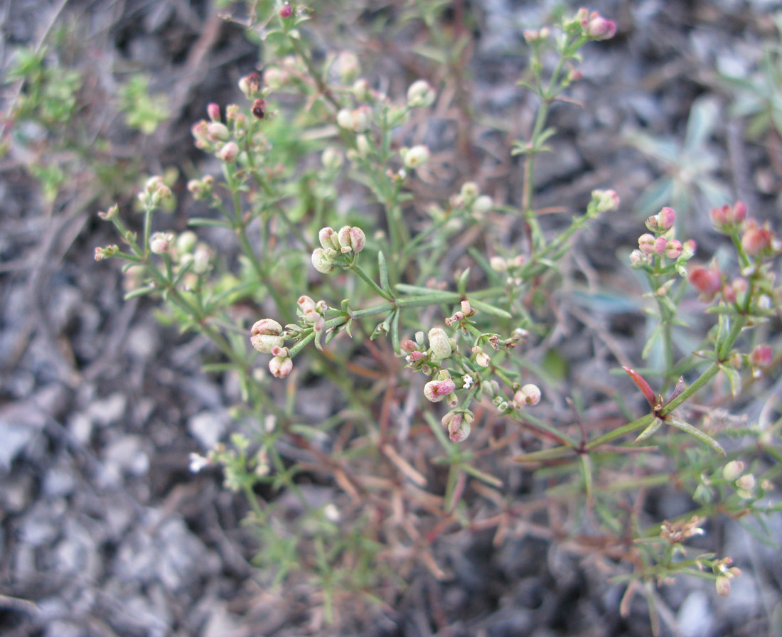 Image of Asperula exasperata specimen.