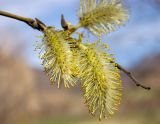 genus Salix