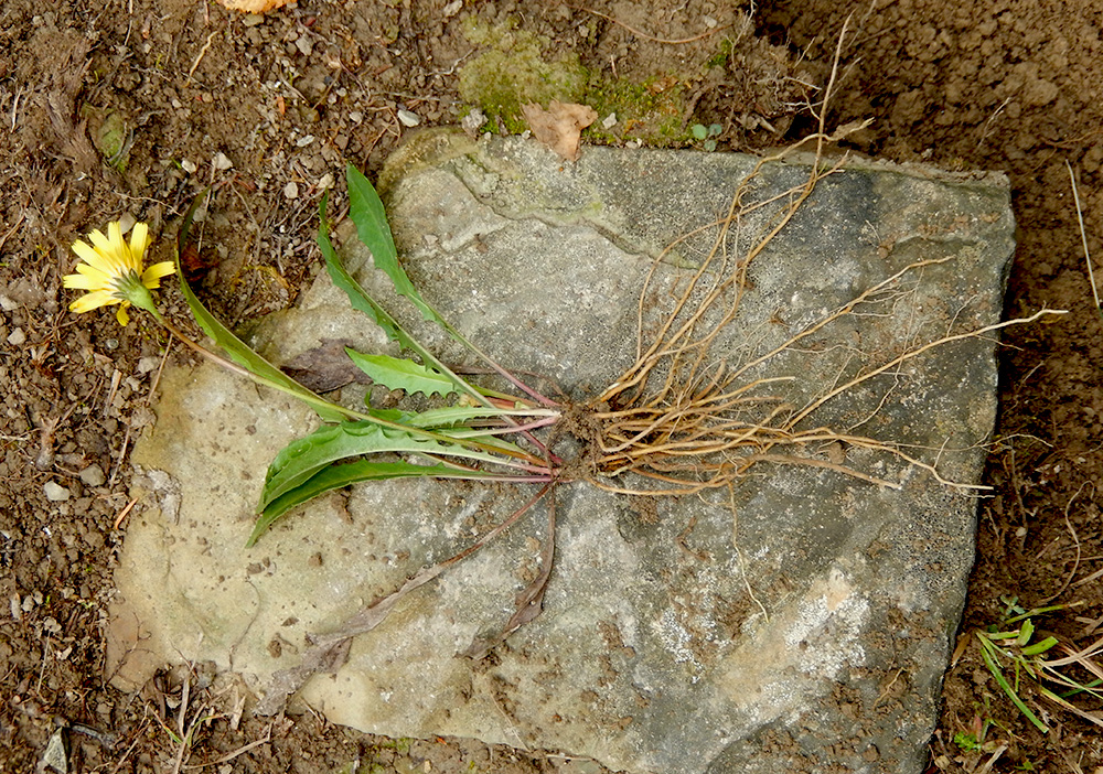 Image of Leontodon hispidus ssp. hastilis specimen.