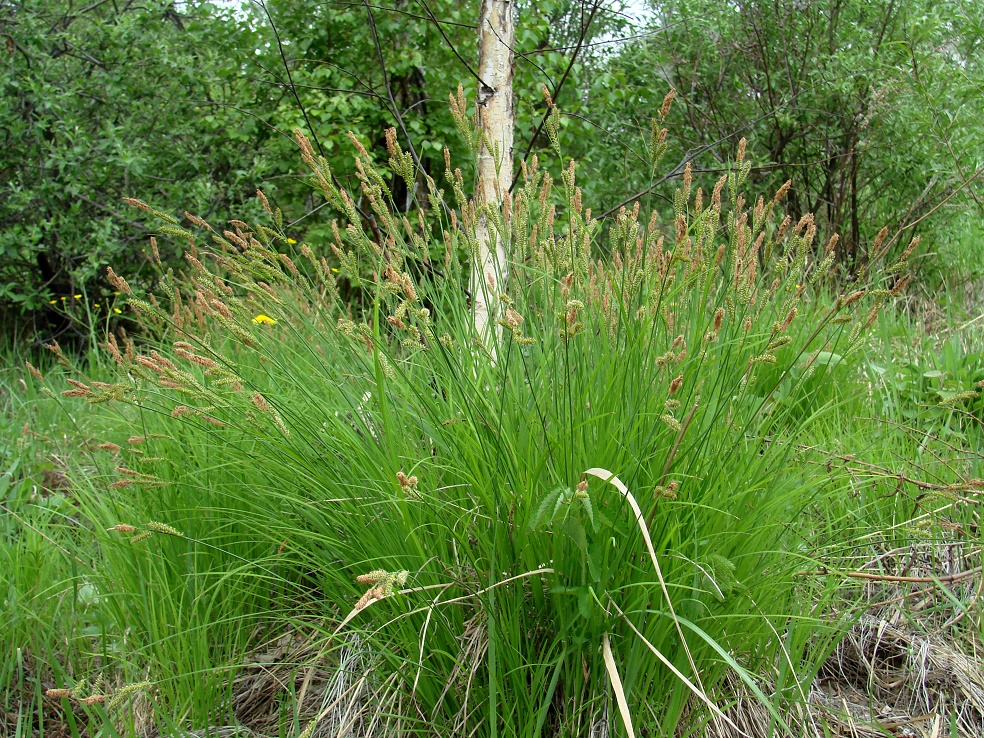Image of genus Carex specimen.