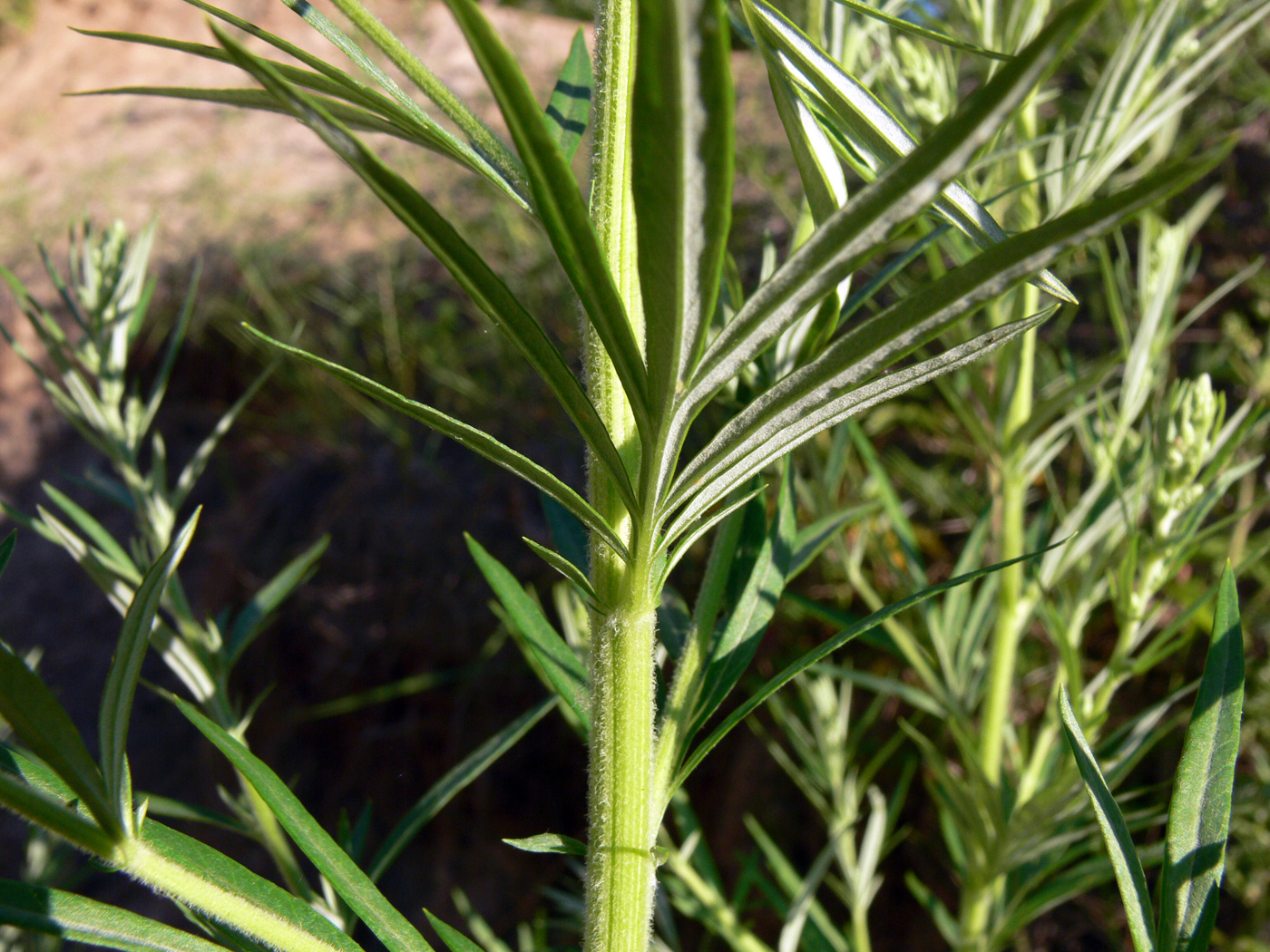 Изображение особи Artemisia vulgaris.