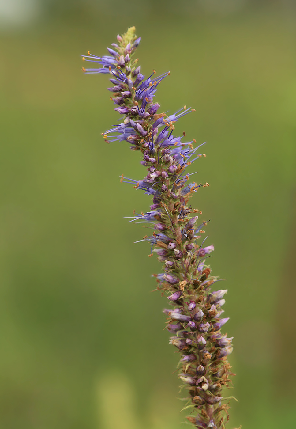 Изображение особи Veronicastrum sibiricum.