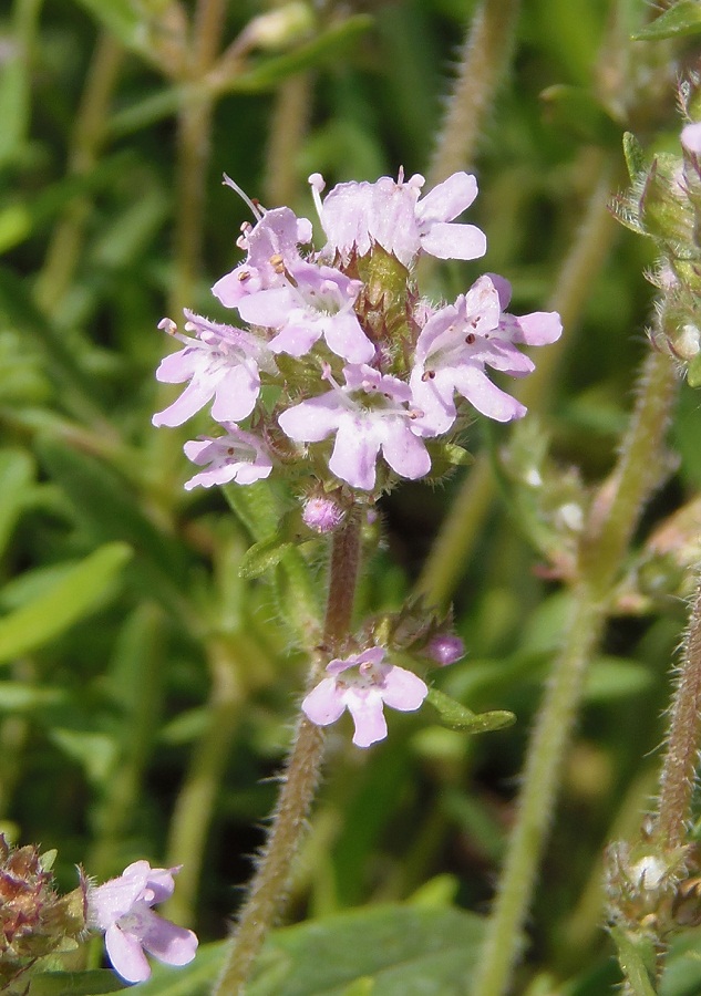 Image of Thymus marschallianus specimen.