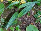 Dactylorhiza urvilleana