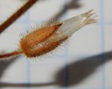 Cerastium pumilum