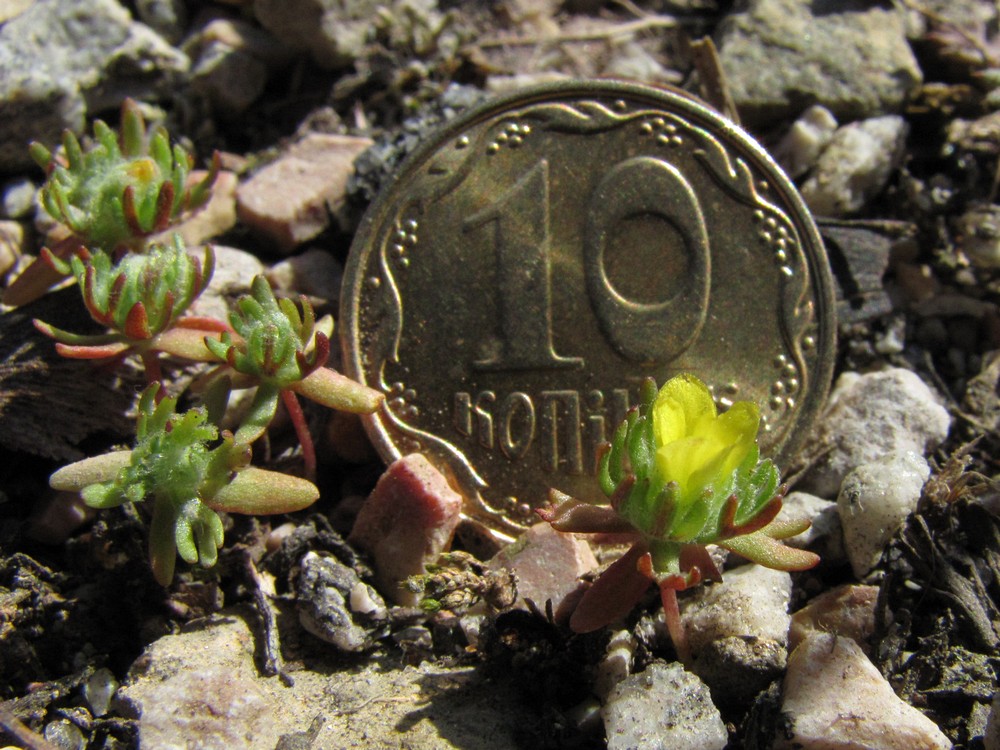 Изображение особи Ceratocephala platyceras.