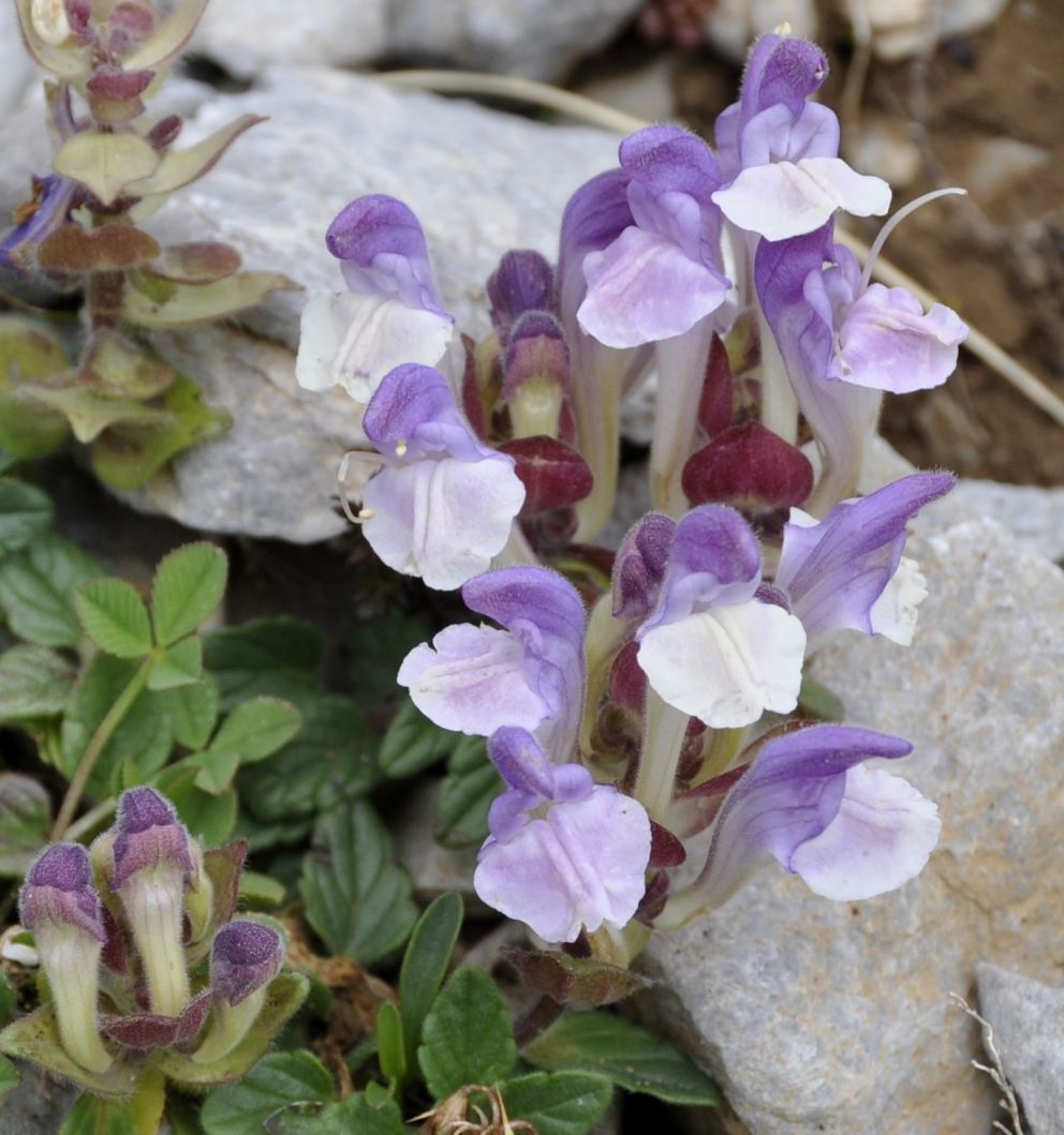 Изображение особи Scutellaria alpina.