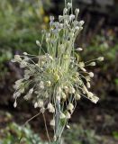 genus Allium